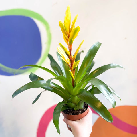 Flaming Sword Bromeliad - Vriesea 'Vision' - Sprouts of Bristol