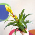 Flaming Sword Bromeliad - Vriesea 'Vision' - Sprouts of Bristol