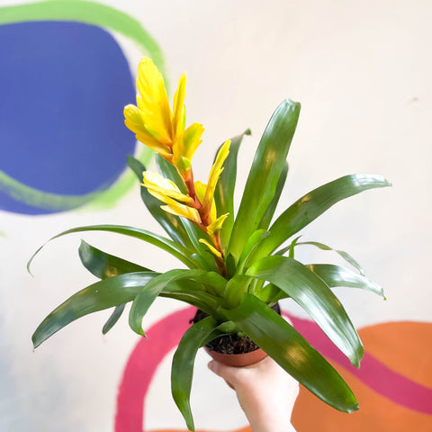 Flaming Sword Bromeliad - Vriesea 'Vision' - Sprouts of Bristol