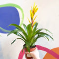 Flaming Sword Bromeliad - Vriesea 'Vision' - Sprouts of Bristol