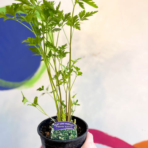 Flat Leaf Parsley - Petroselinum crispum 'Gigante d'Italia' - British Grown Culinary Herbs - Sprouts of Bristol
