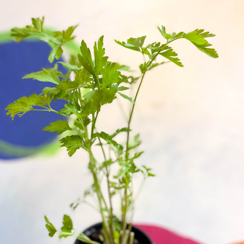 Flat Leaf Parsley - Petroselinum crispum 'Gigante d'Italia' - British Grown Culinary Herbs - Sprouts of Bristol