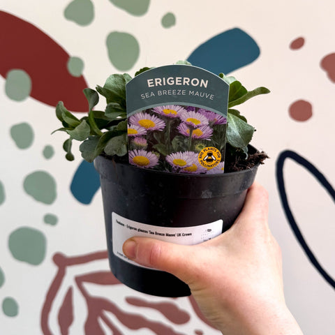 Fleabane - Erigeron glaucus 'Sea Breeze Mauve' UK Grown - Sprouts of Bristol