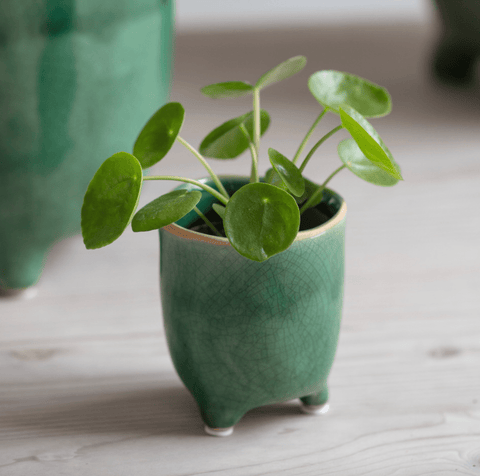 Forest Green Positano Pot - Sprouts of Bristol