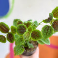 Friendship Plant - Pilea 'Moon Valley' - Sprouts of Bristol