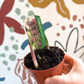Fritillaria meleagris - Potted Snake's Head Fritillary Bulbs - Sprouts of Bristol