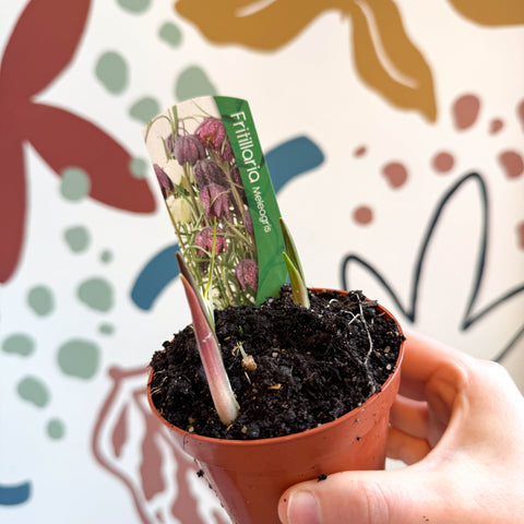 Fritillaria meleagris - Potted Snake's Head Fritillary Bulbs - Sprouts of Bristol