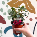 Fuchsia 'Beacon' - Hardy Bush Fuchsia - British Grown - Sprouts of Bristol