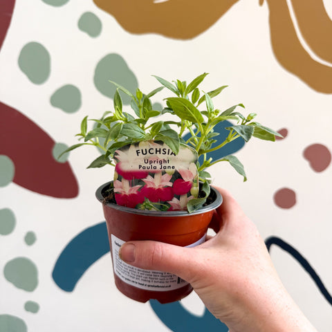 Fuchsia 'Paula Jane' - Upright Fuchsia - British Grown - Sprouts of Bristol