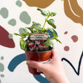 Fuchsia 'Swingtime' - Trailing Fuchsia - British Grown - Sprouts of Bristol