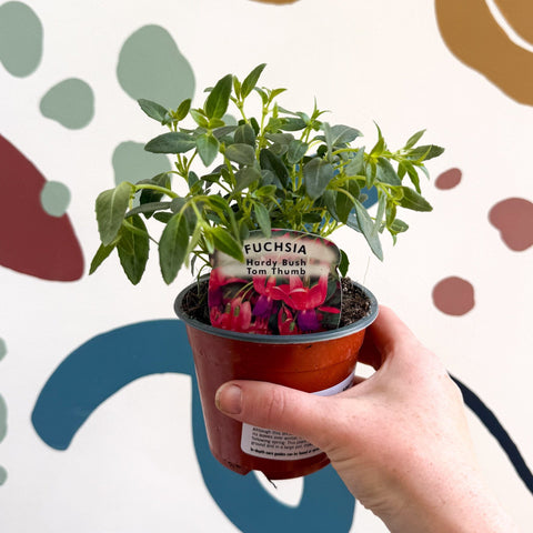 Fuchsia 'Tom Thumb' - Hardy Bush Fuchsia - British Grown - Sprouts of Bristol