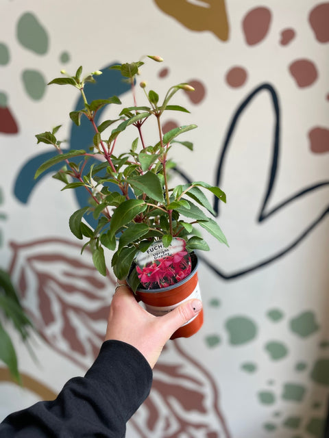 Fuchsia 'Upright Display' - British Grown - Sprouts of Bristol
