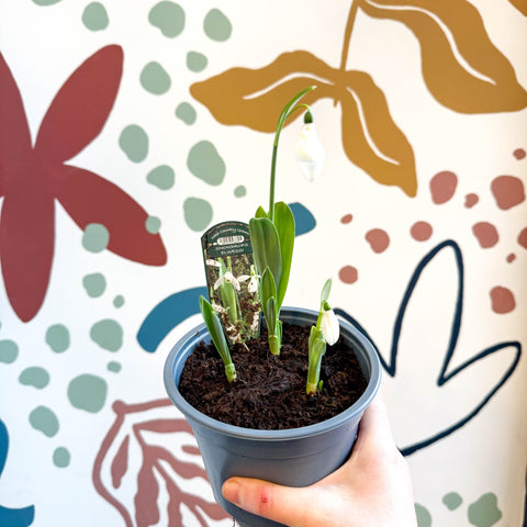 Galanthus elwesii - Potted Giant Snowdrop Bulbs - British Grown - Sprouts of Bristol