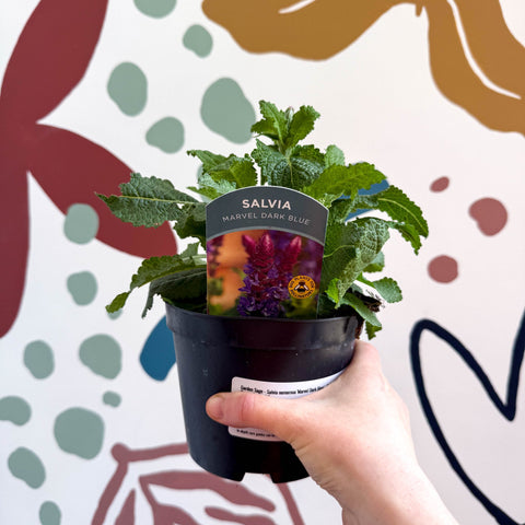 Garden Sage - Salvia nemorosa 'Marvel Dark Blue' - British Grown Perennial - Sprouts of Bristol