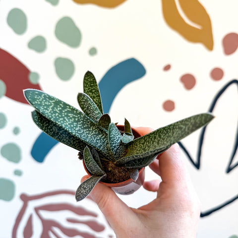Gasteria ‘Little Warty’ – Ox Tongue Plant - Sprouts of Bristol