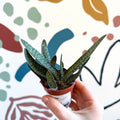 Gasteria ‘Little Warty’ – Ox Tongue Plant - Sprouts of Bristol