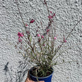 Gaura ‘Gambit Variegata Rose’ - Beeblossom - British Grown Perennial - Sprouts of Bristol