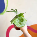 Giant Staghorn Fern - Platycerium superbum - Sprouts of Bristol