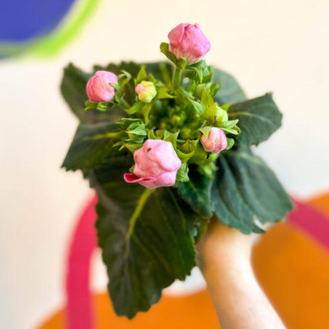 Gloxinia - Sinningia speciosa - Sprouts of Bristol