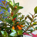 Goldfish Plant - Nematanthus 'Black Magic' - Welsh Grown - Sprouts of Bristol