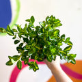 Goldfish Plant - Nematanthus gregarius variegata - Welsh Grown - Sprouts of Bristol