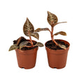 Goodyera hispida - Jewel Orchid - Sprouts of Bristol