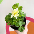 Granny Bonnet - Aquilegia caerulea 'Earlybird Yellow' - British Grown Herbaceous Perennial - Sprouts of Bristol