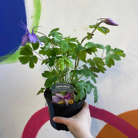 Granny Bonnet - Aquilegia caerulea 'Purple Blue- British Grown Herbaceous Perennialp - Sprouts of Bristol