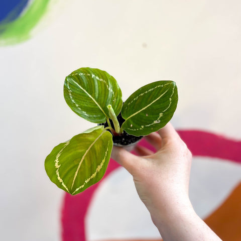 Green Medallion Calathea - Calathea Roseopicta - Sprouts of Bristol