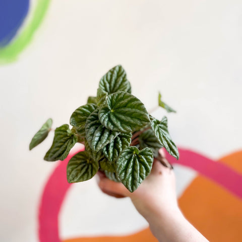 Green Radiator Plant - Peperomia caperata - Sprouts of Bristol
