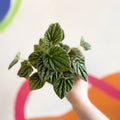 Green Radiator Plant - Peperomia caperata - Sprouts of Bristol