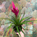 Guzmania 'Amira' - Sprouts of Bristol