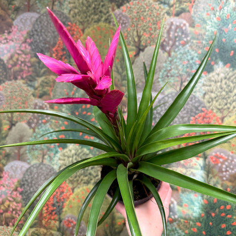 Guzmania 'Amira' - Sprouts of Bristol