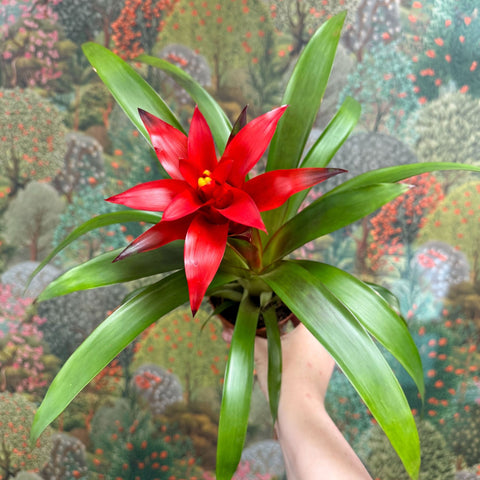 Guzmania 'Blitz' - Sprouts of Bristol