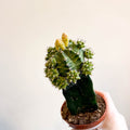 Gymnocalycium mihanovichii - Green Moon Cactus - Sprouts of Bristol