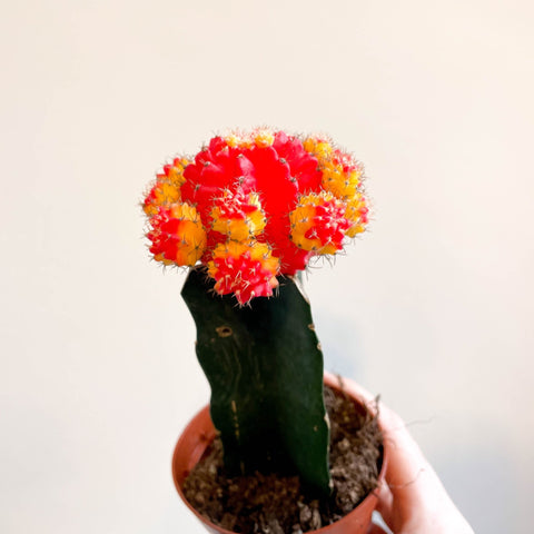 Gymnocalycium mihanovichii - Red and Yellow Moon Cactus - Sprouts of Bristol