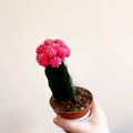 Gymnocalycium mihanovichii - Rose Pink Moon Cactus - Sprouts of Bristol