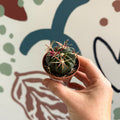 Gymnocalycium pflanzii – Chin Cactus - Sprouts of Bristol