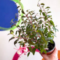 Hardy Fuchsia Bush - Fuchsia 'Alice Hoffman' - British Grown - Sprouts of Bristol