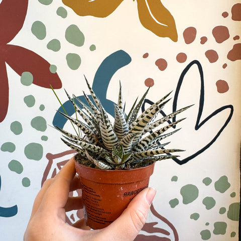 Haworthia fasciata 'Alba' – Zebra Haworthia - Sprouts of Bristol