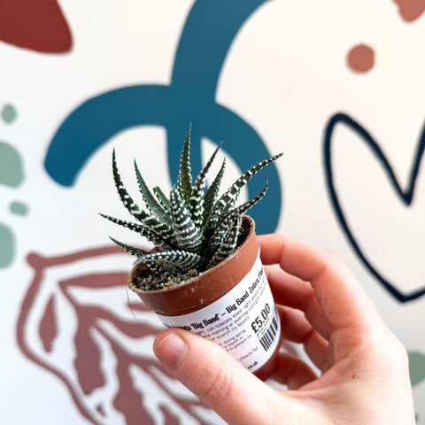 Haworthia fasciata ‘Big Band’ – Big Band Zebra Plant - Sprouts of Bristol