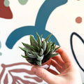 Haworthia fasciata ‘Concolor’ – Concolor Zebra Plant - Sprouts of Bristol