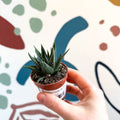 Haworthia Lucky Dip Mix - Sprouts of Bristol