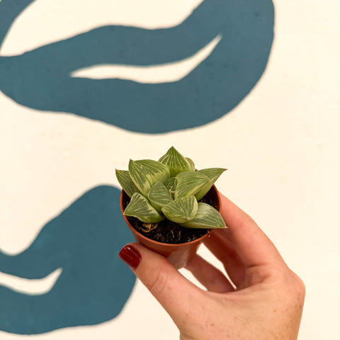 Haworthia retusa 'White Ghost' - Sprouts of Bristol