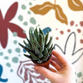 Haworthiopsis fasciata – Zebra Haworthia - Sprouts of Bristol