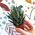 Haworthiopsis fasciata – Zebra Haworthia - Sprouts of Bristol