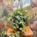 Hedera helix 'Mona Lisa' - English Ivy - Sprouts of Bristol