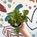 Heuchera americana 'Marvelous Marble' - British Grown Herbaceous Perennial - Sprouts of Bristol