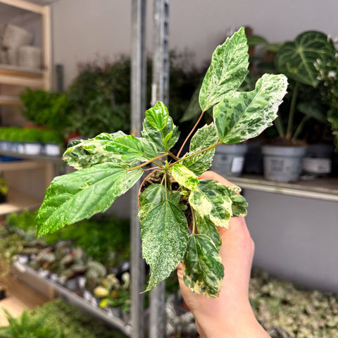 Hibiscus rosa - sinensis ‘Variegata’ – Variegated Tropical Hibiscus - Sprouts of Bristol
