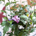 Hibiscus syriacus ‘Ardens’ - Rose of Sharon - Sprouts of Bristol